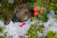 FEATURE - SN_HR_VOLES_SNOW_01