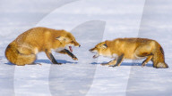 FEATURE - SN_LAUGHING_FOXES_01