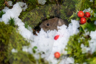 FEATURE - SN_VOLE_BERRIES_SNOW_01
