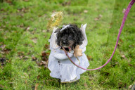 Bark! The Herald Angels sing? A dogs' nativity play in London - in pictures