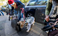 Bark! The Herald Angels sing? A dogs' nativity play in London - in pictures