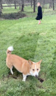 Sarah Ferguson Xmas message with late queen's corgis