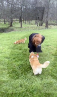 Sarah Ferguson Xmas message with late queen's corgis