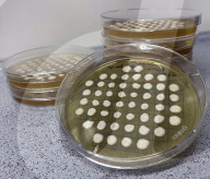 Un édulcorant dont on dit qu'il est environ 10 000 fois plus sucré que le sucre est sur le point de révolutionner la santé dans le monde.