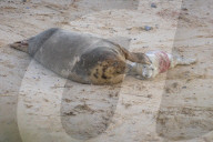 ‘Britain’s wildlife safari’: baby boom in Norfolk as seal colonies flourish.
