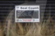 ‘Britain’s wildlife safari’: baby boom in Norfolk as seal colonies flourish.