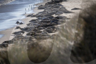 ‘Britain’s wildlife safari’: baby boom in Norfolk as seal colonies flourish.