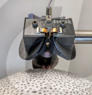 Virtual reality headset for mice to help study Alzheimer's