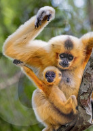 FEATURE - SN_GIBBON_TICKLE_01