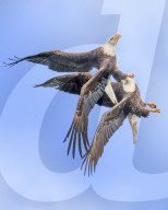 FEATURE - SN_SYNCHRONISED_FLYING_01