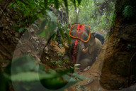 Indian elephant struck by train dies in jungle