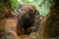 Indian elephant struck by train dies in jungle