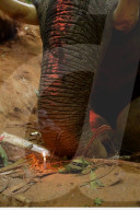 Indian elephant struck by train dies in jungle