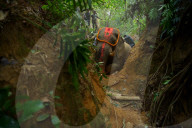 Indian elephant struck by train dies in jungle