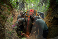 Indian elephant struck by train dies in jungle