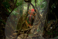 Indian elephant struck by train dies in jungle