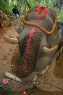 Indian elephant struck by train dies in jungle