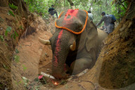 Indian elephant struck by train dies in jungle