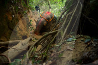 Indian elephant struck by train dies in jungle
