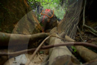Indian elephant struck by train dies in jungle
