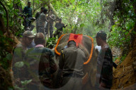 Indian elephant struck by train dies in jungle