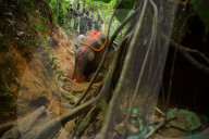 Indian elephant struck by train dies in jungle