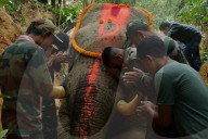 Indian elephant struck by train dies in jungle
