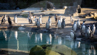 ZSL London Zoo's Annual Stocktake at London Zoo, Regent’s Park, London, UK.