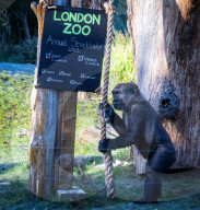 ZSL London Zoo's Annual Stocktake at London Zoo, Regent’s Park, London, UK.