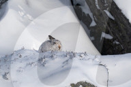 FEATURE - Berghasen im Cairngorm-Nationalpark in Schottland bei -8 Grad