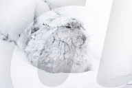 FEATURE - Berghasen im Cairngorm-Nationalpark in Schottland bei -8 Grad