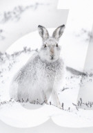 FEATURE - Berghasen im Cairngorm-Nationalpark in Schottland bei -8 Grad