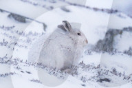 FEATURE - Berghasen im Cairngorm-Nationalpark in Schottland bei -8 Grad