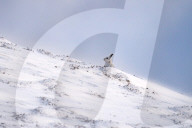 FEATURE - Berghasen im Cairngorm-Nationalpark in Schottland bei -8 Grad