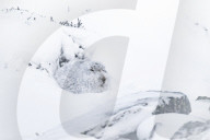 FEATURE - Berghasen im Cairngorm-Nationalpark in Schottland bei -8 Grad