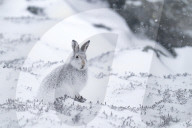 FEATURE - Berghasen im Cairngorm-Nationalpark in Schottland bei -8 Grad