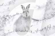 FEATURE - Berghasen im Cairngorm-Nationalpark in Schottland bei -8 Grad