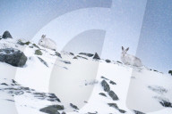 FEATURE - Berghasen im Cairngorm-Nationalpark in Schottland bei -8 Grad