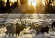 Sub-zero temperatures in London, UK.