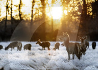 Sub-zero temperatures in London, UK.