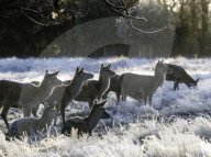 Sub-zero temperatures in London, UK.