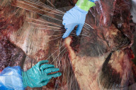 Dissecting the world's rarest whale