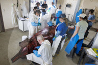Dissecting the world's rarest whale