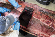 Dissecting the world's rarest whale