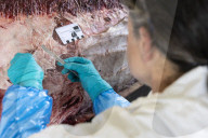 Dissecting the world's rarest whale