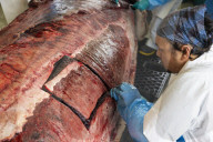 Dissecting the world's rarest whale