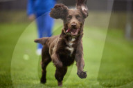 Meet Gem the cocker spaniel - the face of UK pet cloning