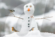 FEATURE - Gartenvögel, die auf einem Schneemann landen