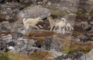 Crossing the Northwest Passage through Greenland