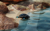 Robotic turtle to help monitor world oceans